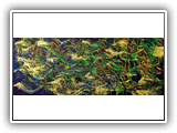 Waves 01 50x20cm 