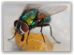 Fly-Beauty23
