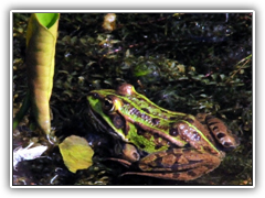 Frog 05