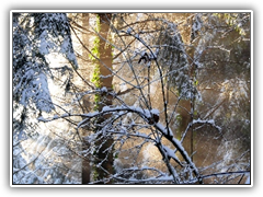 Snow-Forest 05
