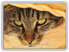 cat 08