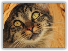 cat 23