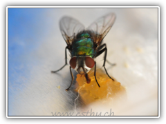 Fly-Beauty19