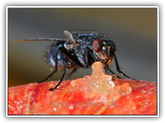 Fly-Beauty 05