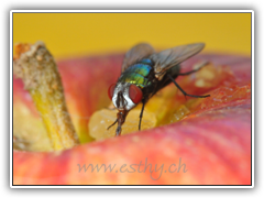 Fly-Beauty 07
