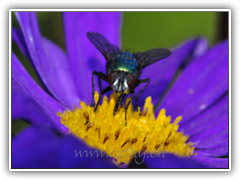 Fly-Beauty 10
