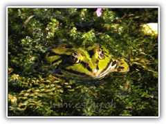 Frog 13