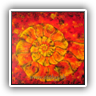Red Ammonite SOLD