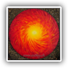 Tree-Circle 80cm round oil 29704
